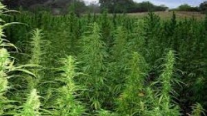 A Marijuana field