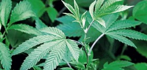GanjaPlant